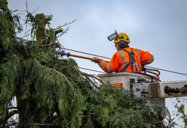 How Our Tree Care Process Works  in  Mcgaheysville, VA